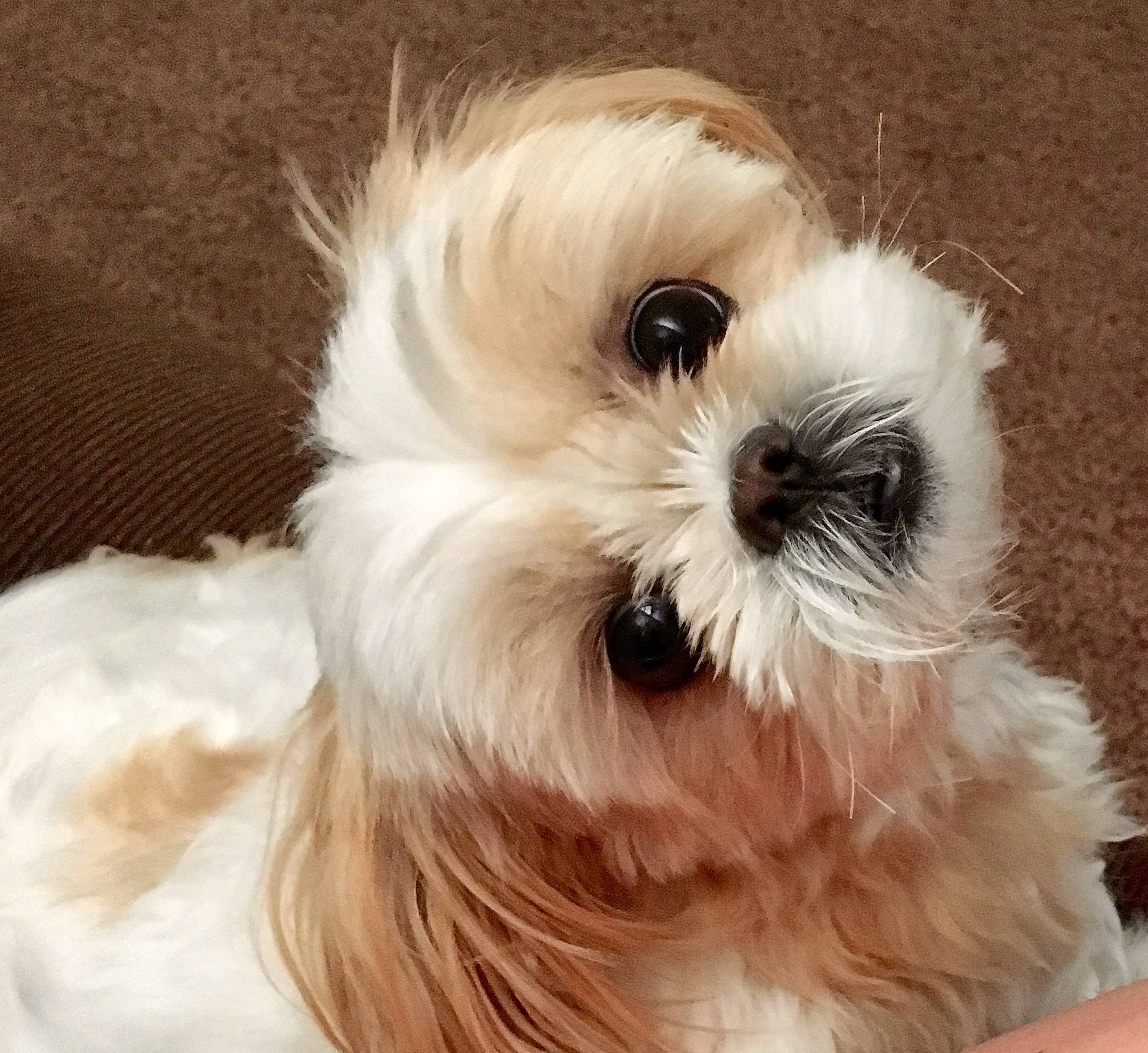 Sadie joined the competition — help win amazing prizes! biewer_terrier, canidae, carnivore, companion_dog, dog, dog_breed, dog_supply, fawn, fur, mal_shi, maltepoo, pet_supply, shih_poo, shih_tzu, small_terrier, snout, sporting_group, terrier, toy_dog, working_animal