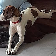 Meydia participe au concours pour gagner de l'argent avec cette photo : dog, pet, animal, indoor, blanket, floor, collar, stretching, white, brown, spotted, looking_away, relaxed, canine, paw, fur, resting, domestic_animal, side_view, tile_floor