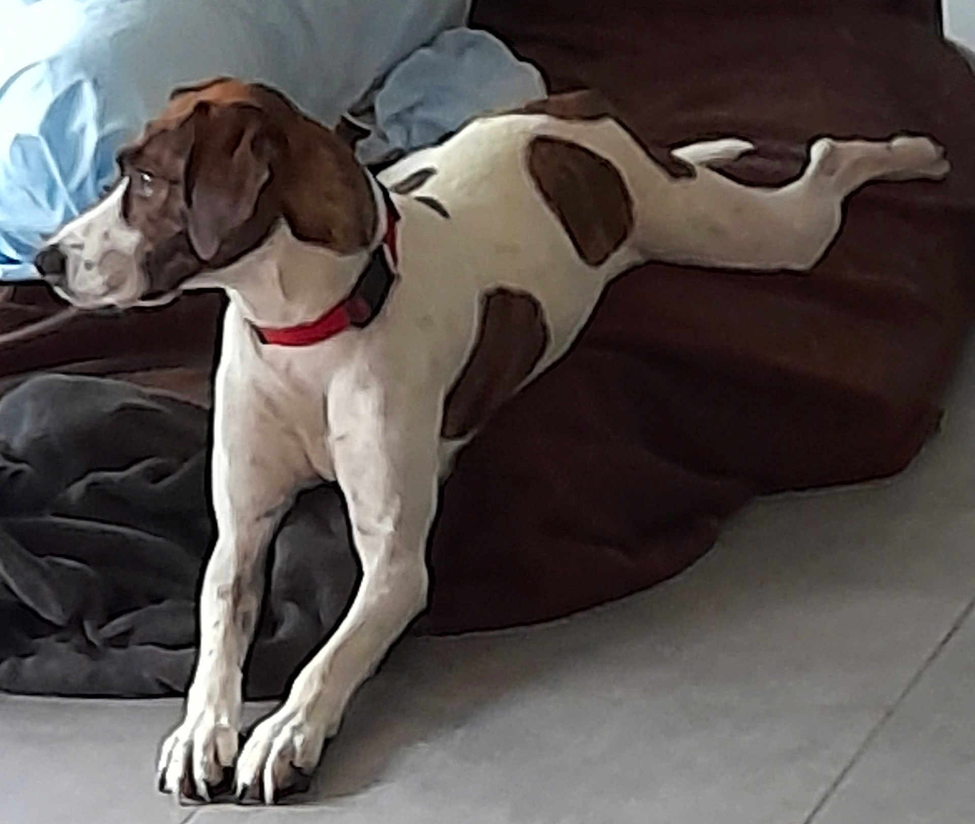 Meydia participe au concours pour gagner de l'argent avec cette photo : dog, pet, animal, indoor, blanket, floor, collar, stretching, white, brown, spotted, looking_away, relaxed, canine, paw, fur, resting, domestic_animal, side_view, tile_floor