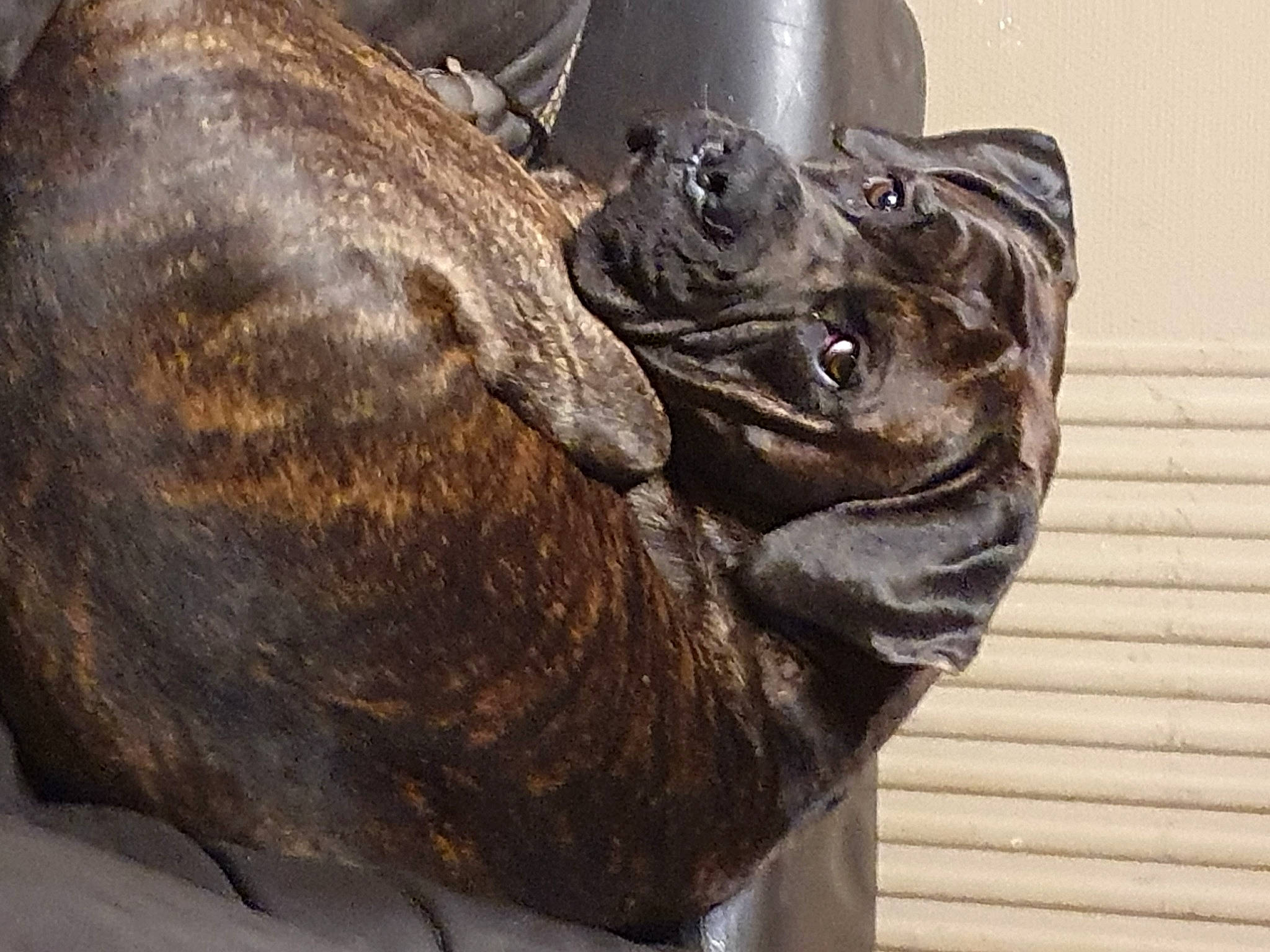 Pitch a rejoint le concours — aidez-le/la à gagner de superbes lots ! art, artifact, black_rhinoceros, bronze_sculpture, carving, elephants_and_mammoths, indian_rhinoceros, metal, monument, rhinoceros, sculpture, snout, statue, sumatran_rhinoceros, terrestrial_animal, white_rhinoceros, wildlife, wood, working_animal, wrinkle