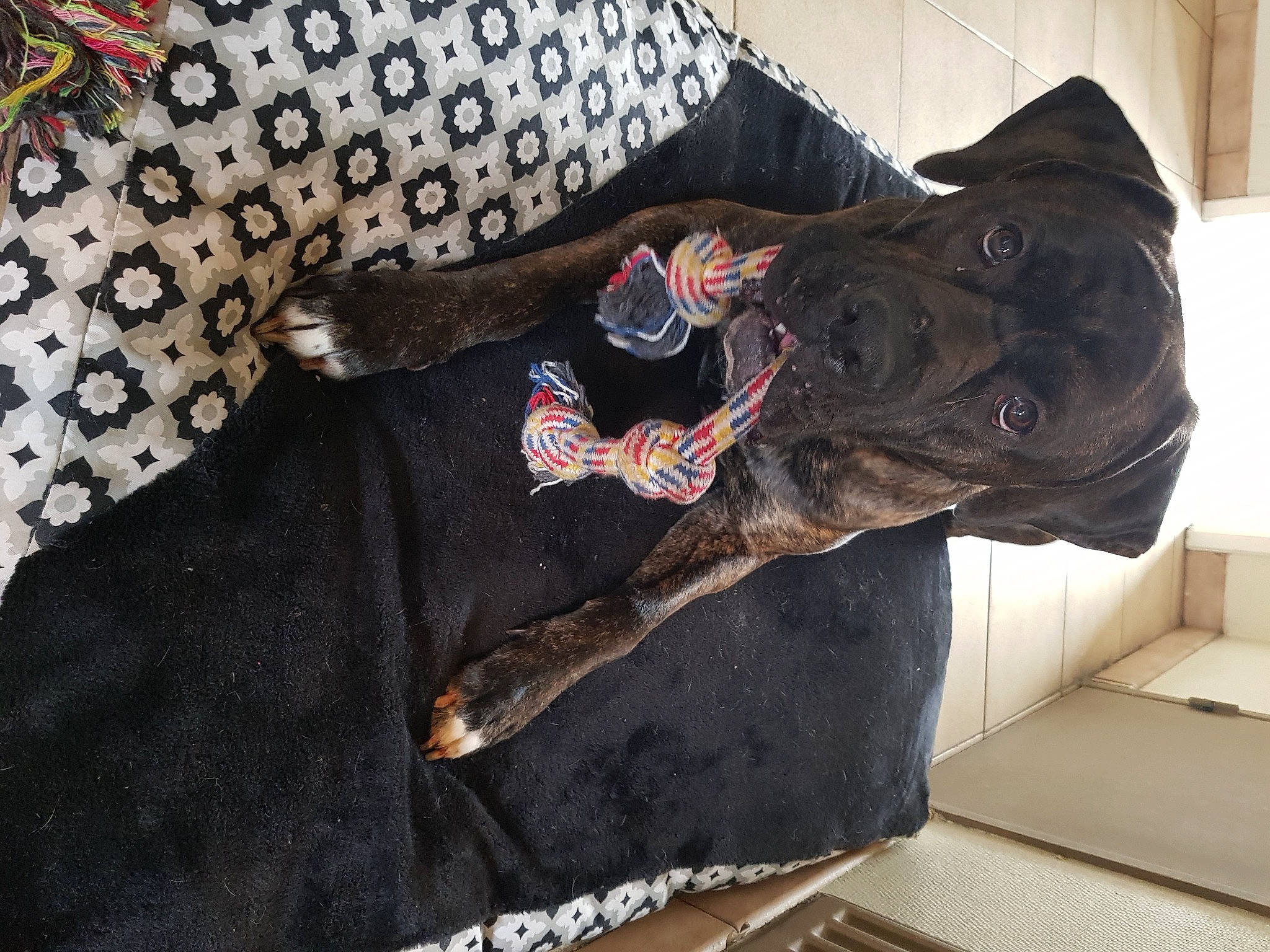 Pitch participe au concours pour gagner de l'argent avec cette photo : art, canidae, carmine, carnivore, comfort, dog, dog_breed, fashion_accessory, fur, grey, pattern, personal_protective_equipment, room, sculpture, sleeve, sporting_group, sportswear, tail, textile, visual_arts