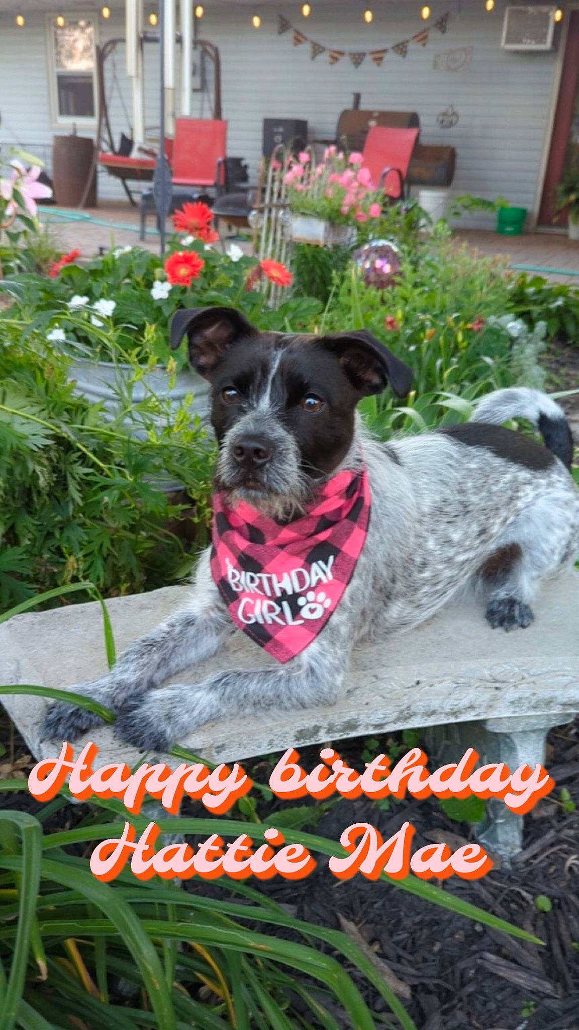 Hattie joined the competition — help win amazing prizes! annual_plant, canidae, carnivore, chair, collar, companion_dog, dog, dog_breed, dog_collar, dog_supply, flower, garden, grass, groundcover, houseplant, pet_supply, plant, snout, sporting_group, yard