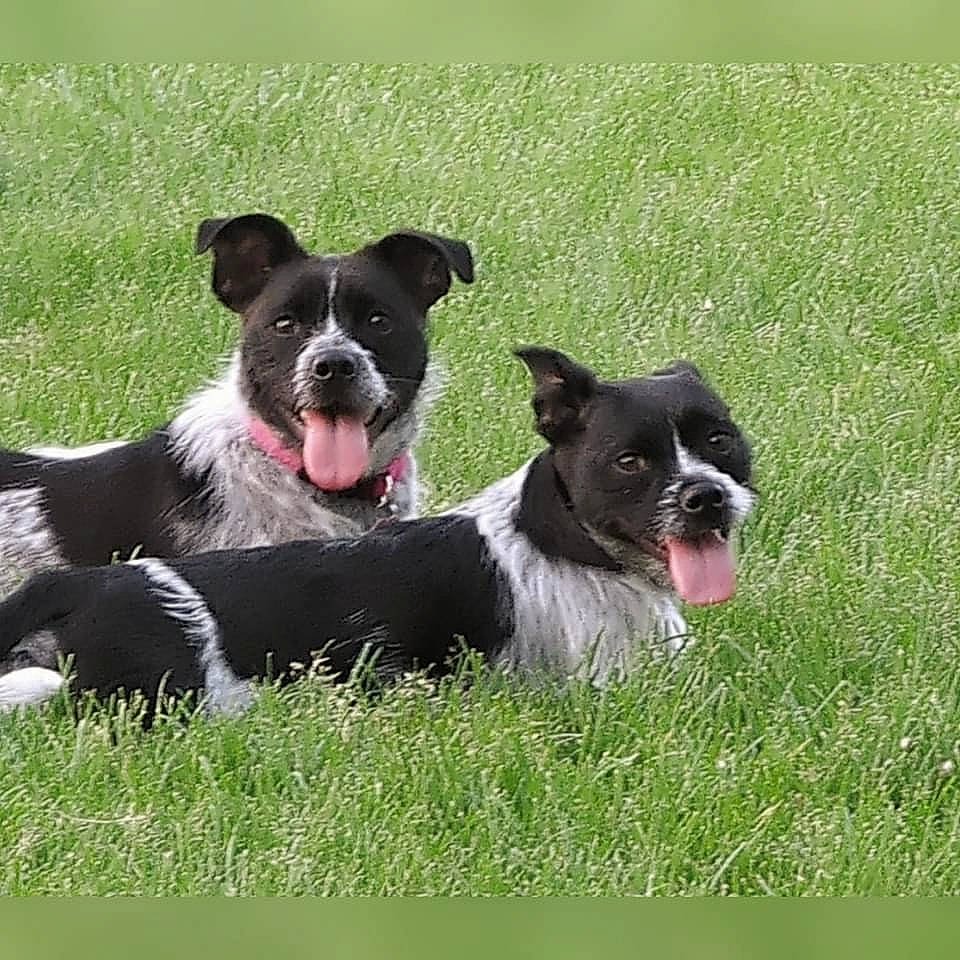 Hattie is registered to the contest to win money with this photo: borador, canidae, carnivore, collar, companion_dog, dog, dog_breed, dog_collar, grass, herding_dog, non_sporting_group, snout, sporting_group, working_animal, working_dog