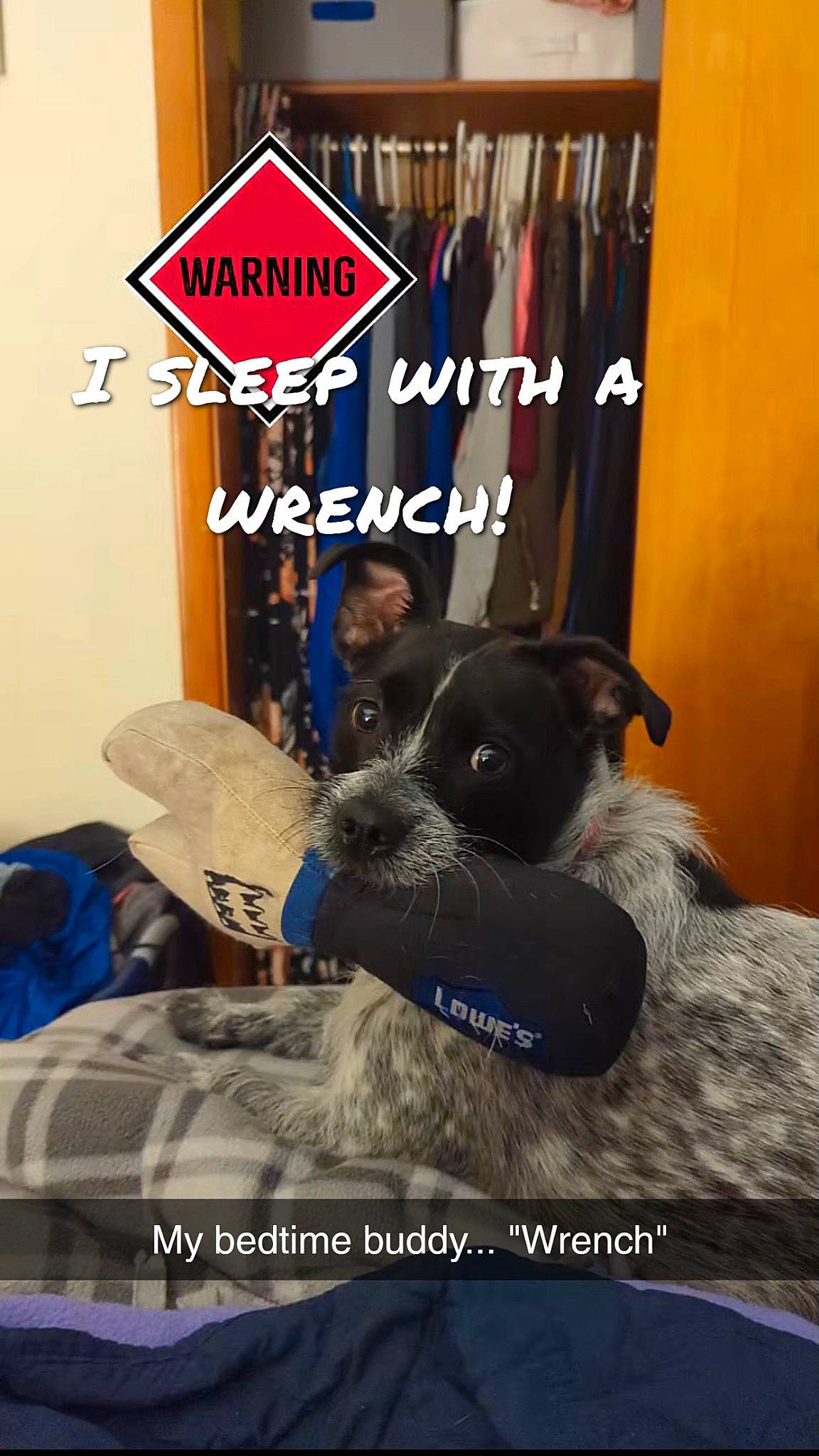 Hattie is registered to the contest to win money with this photo: advertising, brand, carnivore, comfort, companion_dog, dog, dog_breed, dog_supply, font, fur, guard_dog, logo, non_sporting_group, pet_supply, photo_caption, room, snout, t_shirt, toy_dog, working_animal