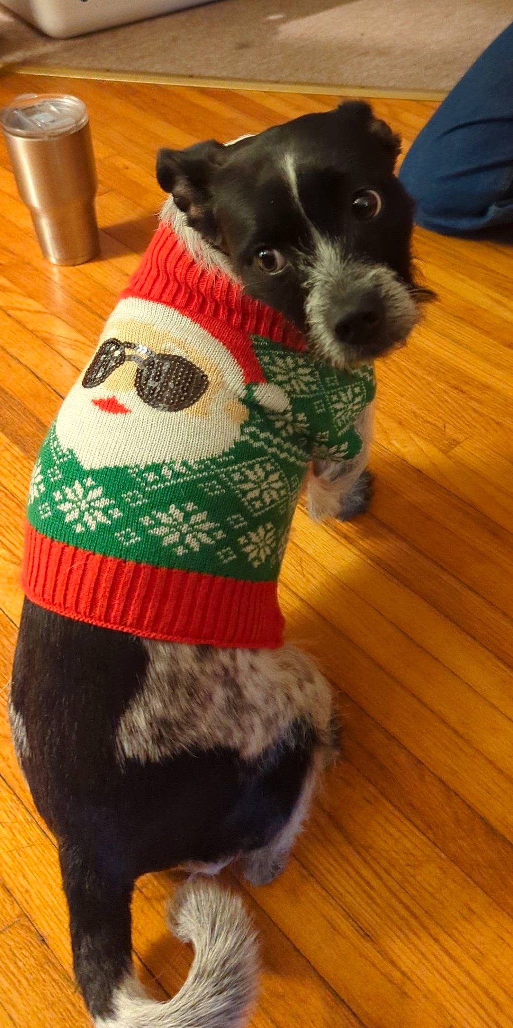 Hattie joined the competition — help win amazing prizes! carnivore, collar, companion_dog, dog, dog_breed, dog_clothes, dog_supply, fawn, flooring, fur, hardwood, pet_supply, snout, sporting_group, tail, toy, wood, wool, woolen, working_animal