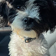 Kali Jackson joined the competition — help win amazing prizes! dog, black_and_white, curly_fur, close_up, pet, animal, nose, collar, curious, fur, indoors, portrait, cute, fluffy, mammal, face, whiskers, domestic_animal, companion, canine