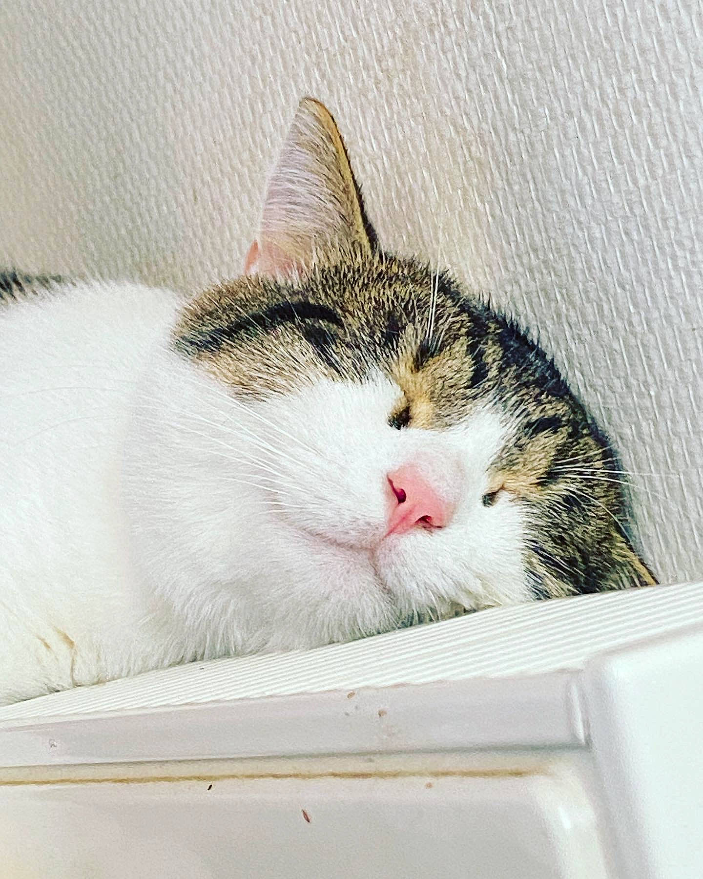 Sushi participe au concours pour gagner de l'argent avec cette photo : art, box, carnivore, cat, cat_supply, comfort, domestic_short_haired_cat, felidae, fur, nap, paw, pet_supply, rectangle, sleep, small_to_medium_sized_cats, snout, whiskers