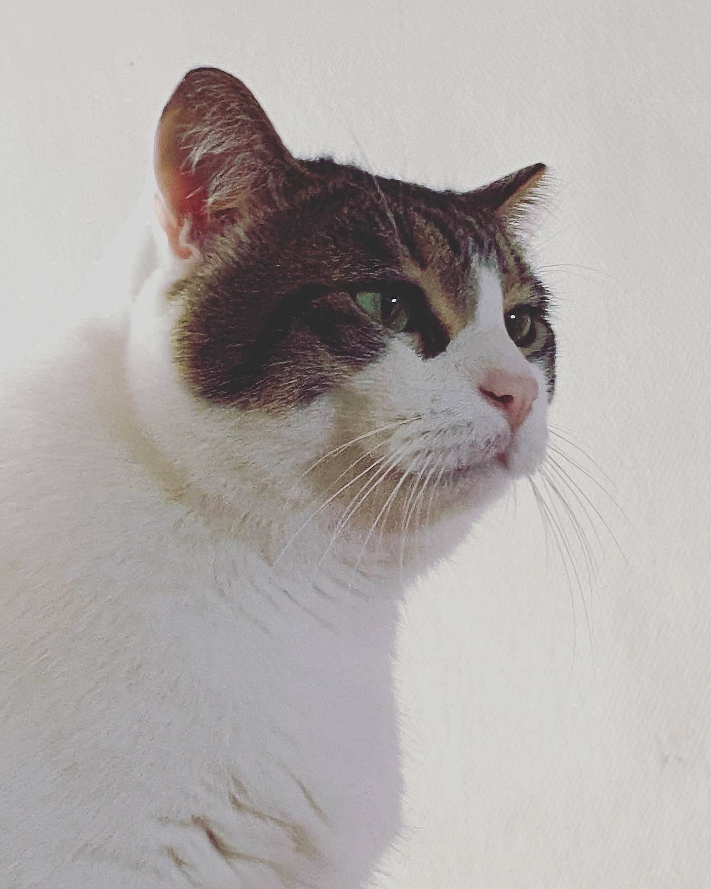 Sushi participe au concours pour gagner de l'argent avec cette photo : carnivore, cat, domestic_short_haired_cat, felidae, fur, small_to_medium_sized_cats, snout, tail, terrestrial_animal, tree, whiskers, window