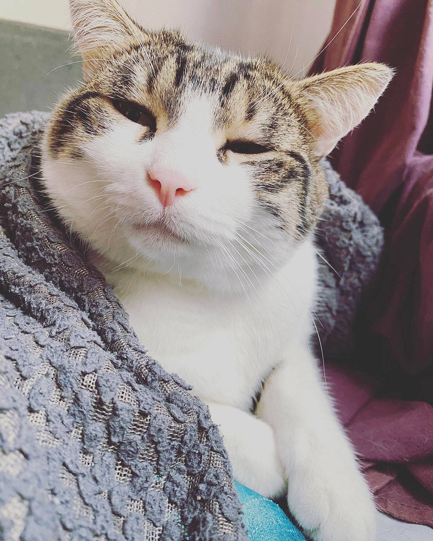 Sushi participe au concours pour gagner de l'argent avec cette photo : art, carnivore, cat, comfort, domestic_short_haired_cat, eye, felidae, fur, paw, small_to_medium_sized_cats, snout, terrestrial_animal, tree, whiskers, window