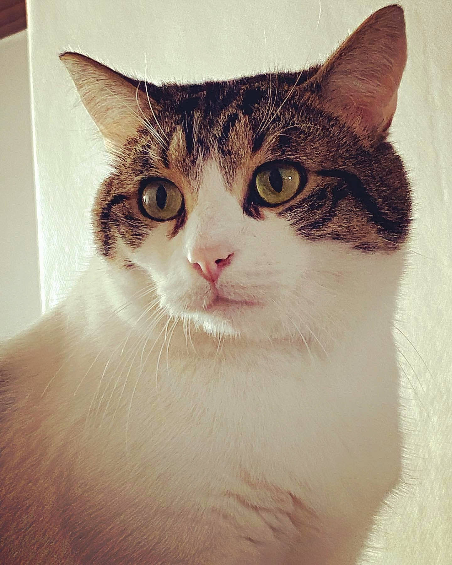 Sushi participe au concours pour gagner de l'argent avec cette photo : art, carnivore, cat, domestic_short_haired_cat, felidae, fur, head, iris, paw, small_to_medium_sized_cats, snout, square, terrestrial_animal, tree, visual_arts, whiskers, window