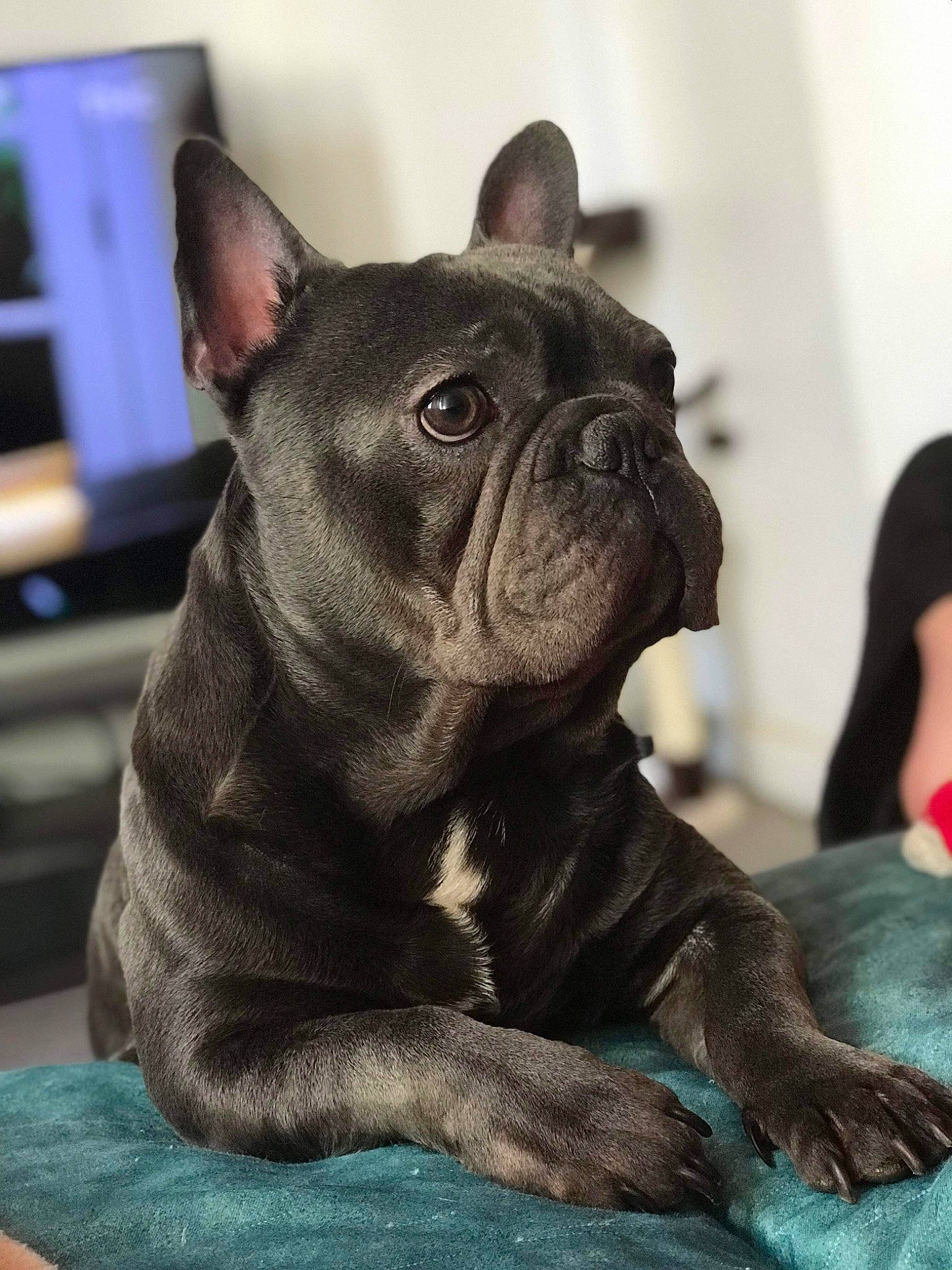 Natsu a rejoint le concours — aidez-le/la à gagner de superbes lots ! bulldog, canidae, carnivore, companion_dog, dog, dog_breed, ear, electric_blue, fawn, french_bulldog, fur, molosser, pug, snout, sporting_group, terrestrial_animal, toy_dog, whiskers, working_animal, wrinkle