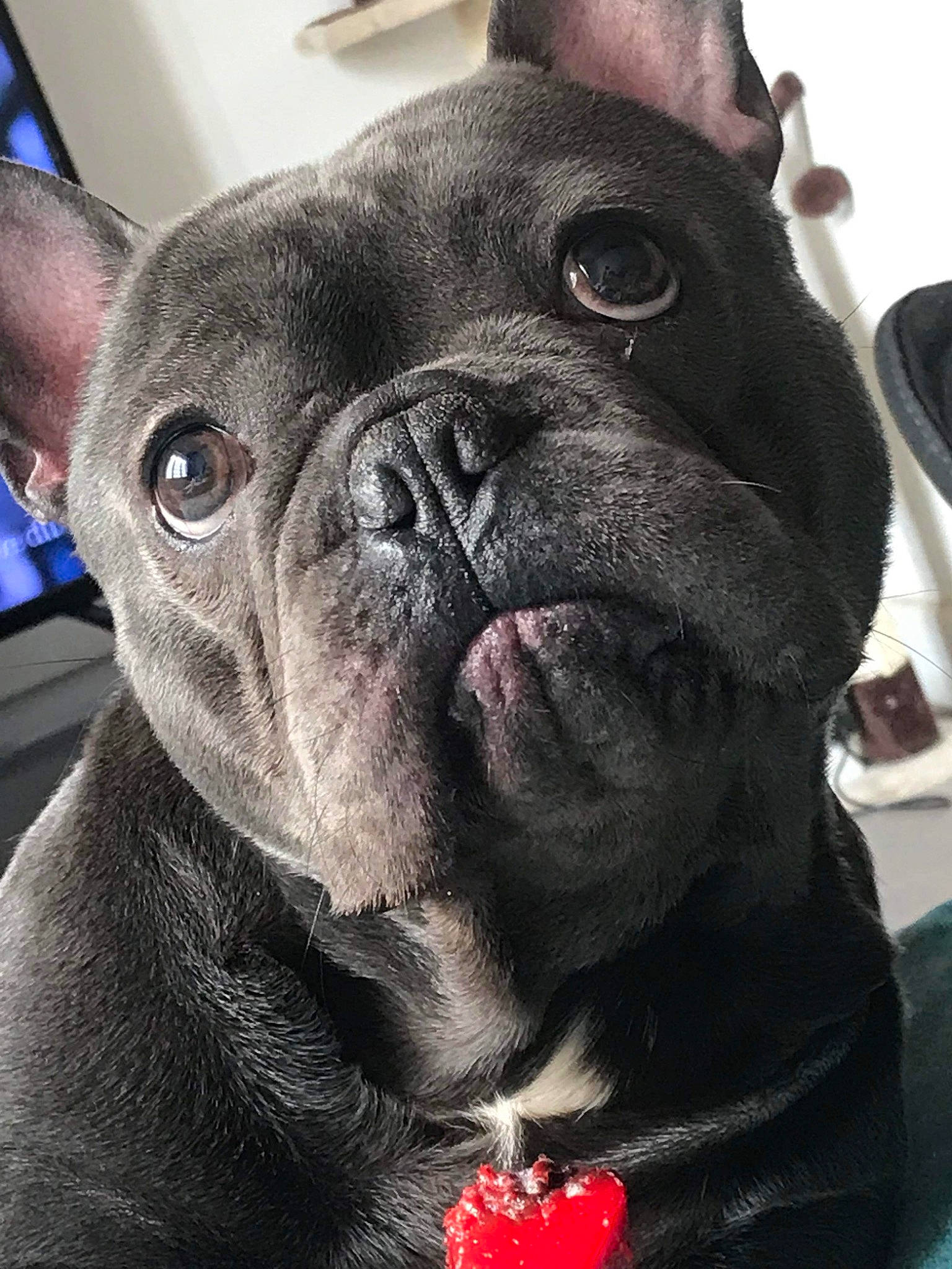 Natsu a rejoint le concours — aidez-le/la à gagner de superbes lots ! bulldog, canidae, carmine, carnivore, collar, companion_dog, dog, dog_breed, dog_collar, ear, fawn, french_bulldog, fur, molosser, snout, sporting_group, toy_dog, whiskers, working_animal, wrinkle