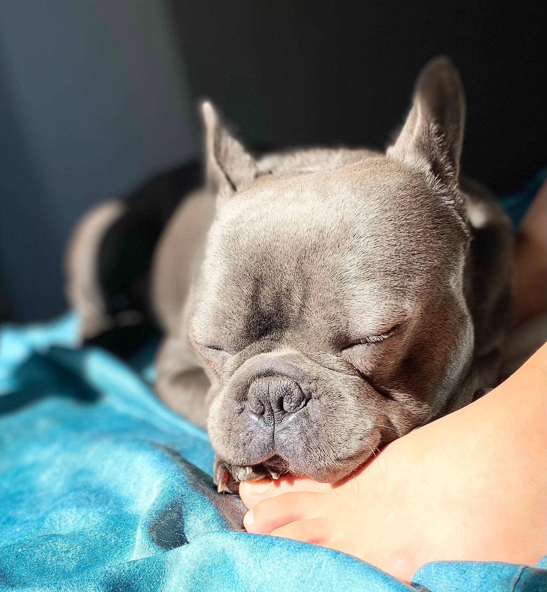 Natsu a rejoint le concours — aidez-le/la à gagner de superbes lots ! bulldog, canidae, carnivore, comfort, companion_dog, dog, dog_breed, ear, electric_blue, fawn, nap, non_sporting_group, puppy, sleep, snout, terrestrial_animal, toy_dog, whiskers, working_animal, wrinkle