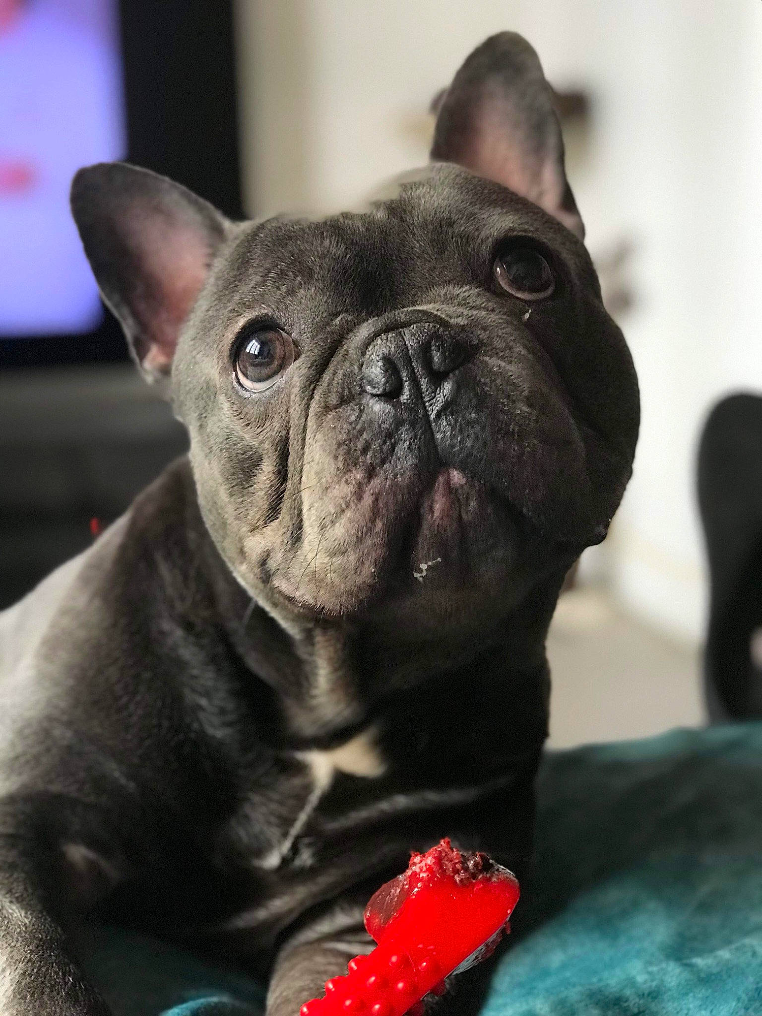 Natsu participe au concours pour gagner de l'argent avec cette photo : bulldog, canidae, carmine, carnivore, close_up, collar, companion_dog, dog, dog_breed, ear, fawn, french_bulldog, fur, snout, terrestrial_animal, toy, toy_dog, whiskers, working_animal, wrinkle