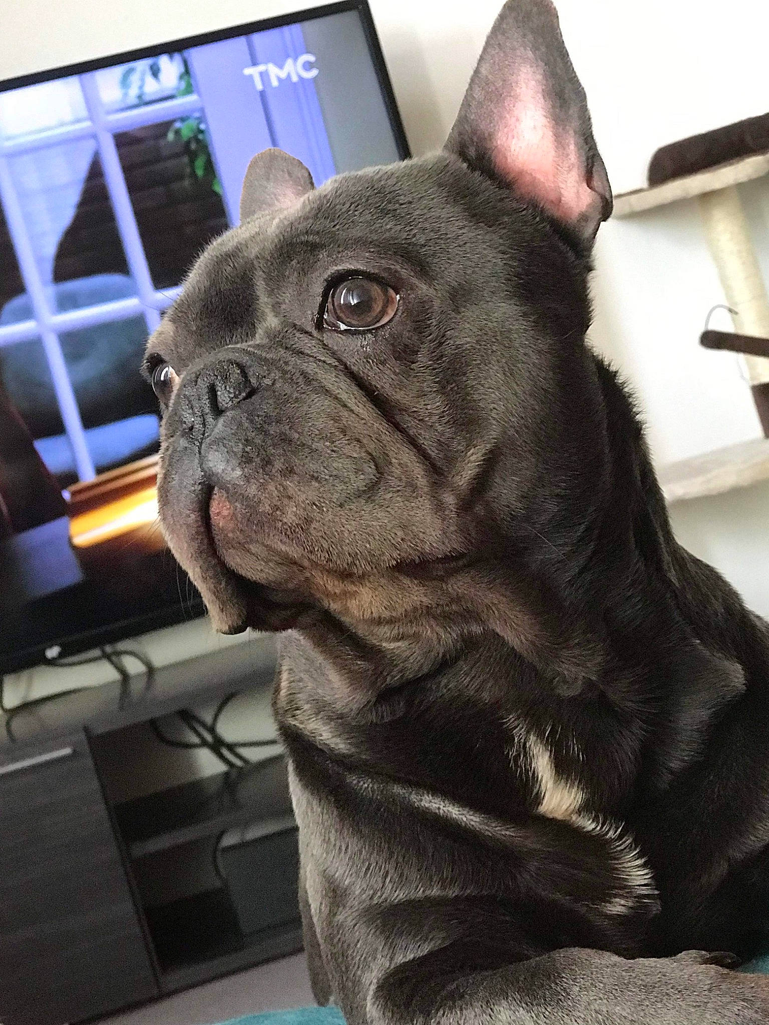 Natsu participe au concours pour gagner de l'argent avec cette photo : bulldog, canidae, carnivore, collar, comfort, companion_dog, dog, dog_breed, dog_collar, ear, fawn, felidae, french_bulldog, fur, snout, terrestrial_animal, toy_dog, whiskers, working_animal, wrinkle