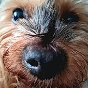 Lasco participe au concours pour gagner de l'argent avec cette photo : dog, close_up, nose, fur, eyes, pet, animal, muzzle, whiskers, cute, fluffy, face, canine, snout, portrait, macro, friendly, furry, domestic_animal, animal_portrait