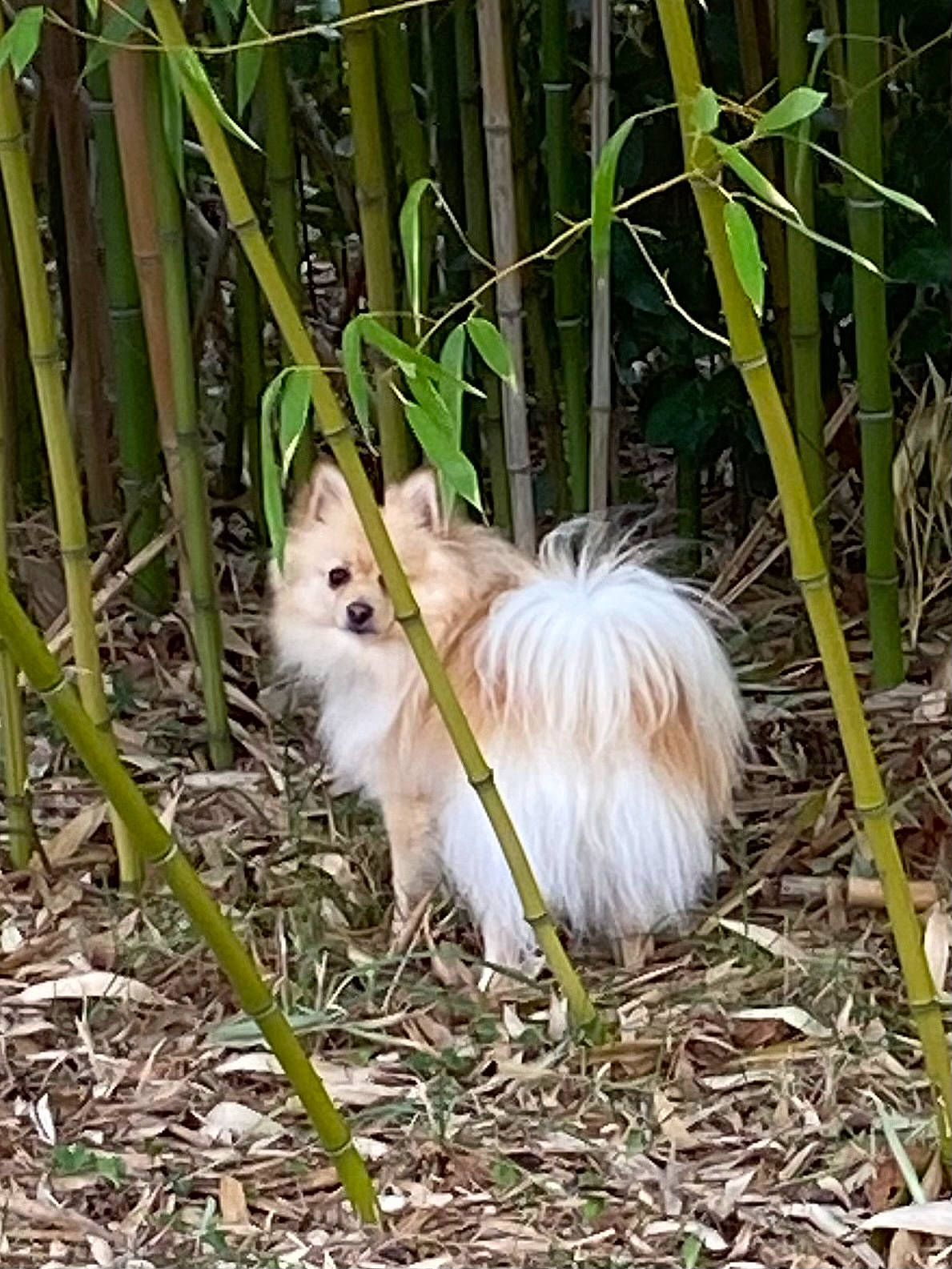 Ragnar a rejoint le concours — aidez-le/la à gagner de superbes lots ! beak, canidae, carnivore, companion_dog, dog, dog_breed, fawn, feather, fur, german_spitz_klein, grass, grass_family, plant, sporting_group, tail, terrestrial_plant, toy_dog, twig, vegetable, wildlife