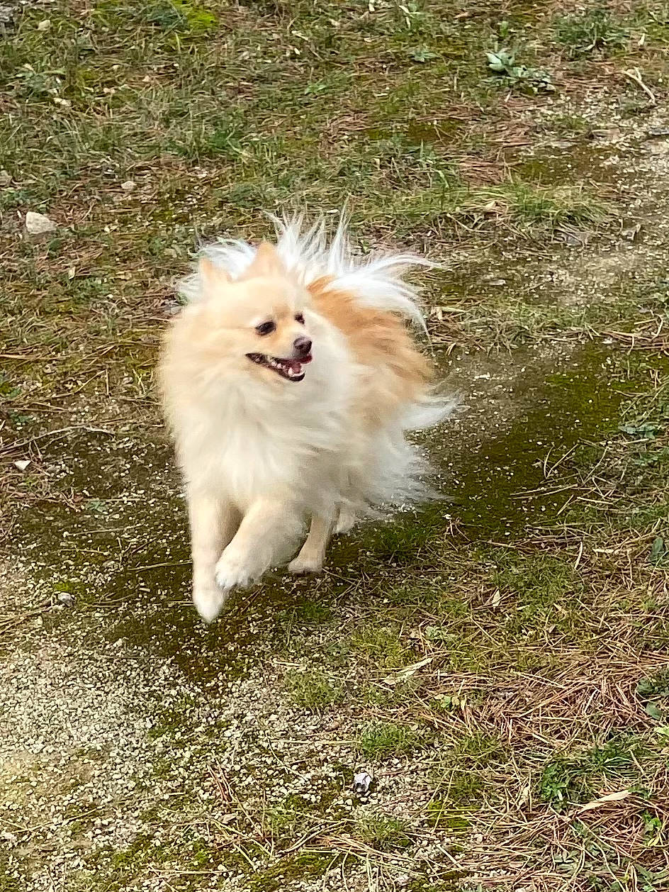 Ragnar a rejoint le concours — aidez-le/la à gagner de superbes lots ! canidae, carnivore, companion_dog, dog, dog_breed, fawn, fur, german_spitz, german_spitz_klein, german_spitz_mittel, grass, japanese_spitz, non_sporting_group, pomeranian, spitz, sporting_group, tail, terrestrial_animal, toy_dog, volpino_italiano