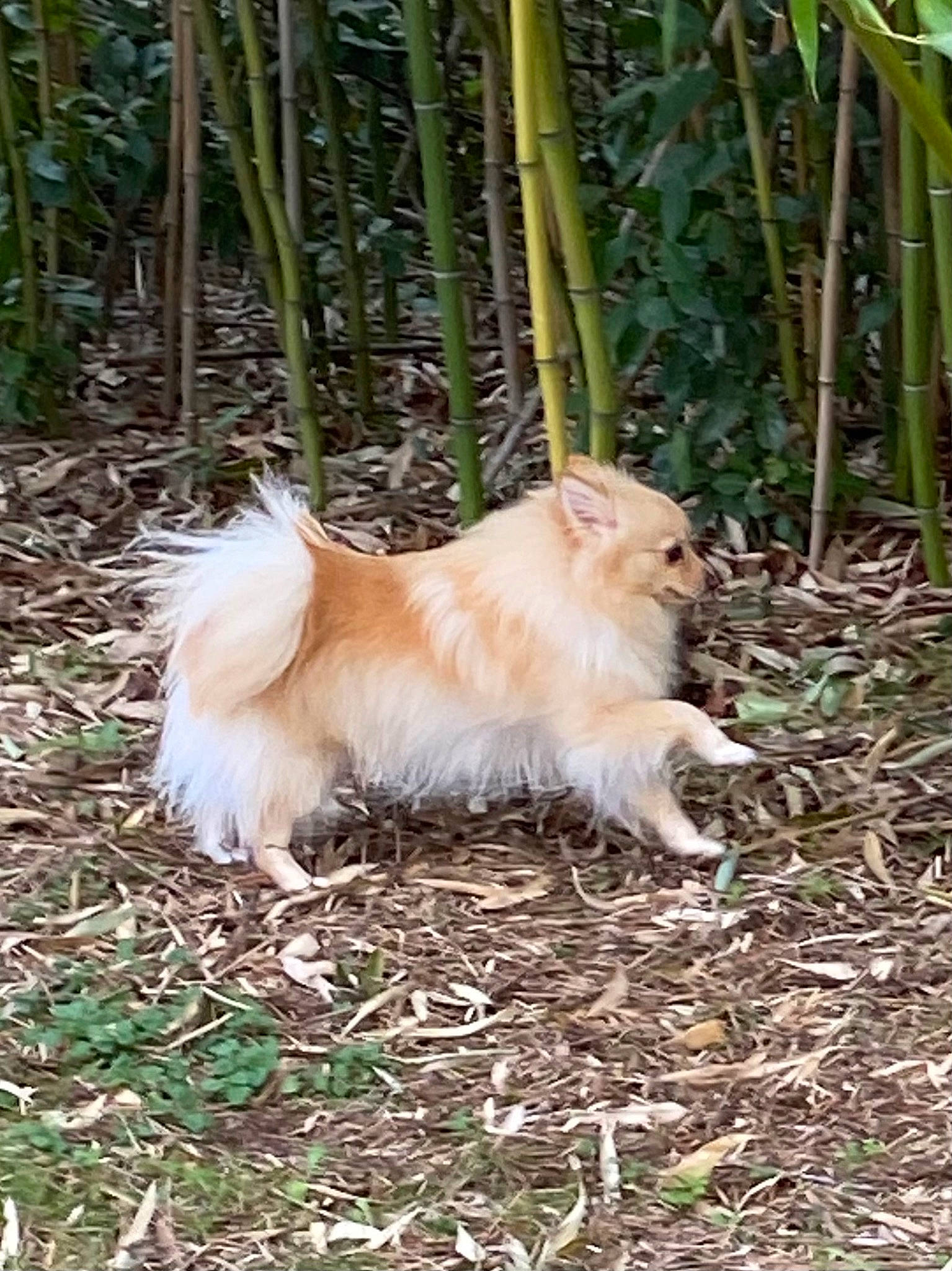 Ragnar a rejoint le concours — aidez-le/la à gagner de superbes lots ! canidae, carnivore, companion_dog, dog_breed, fawn, felidae, fur, german_spitz, german_spitz_klein, german_spitz_mittel, grass, plant, soil, spitz, sporting_group, tail, terrestrial_animal, whiskers, wood