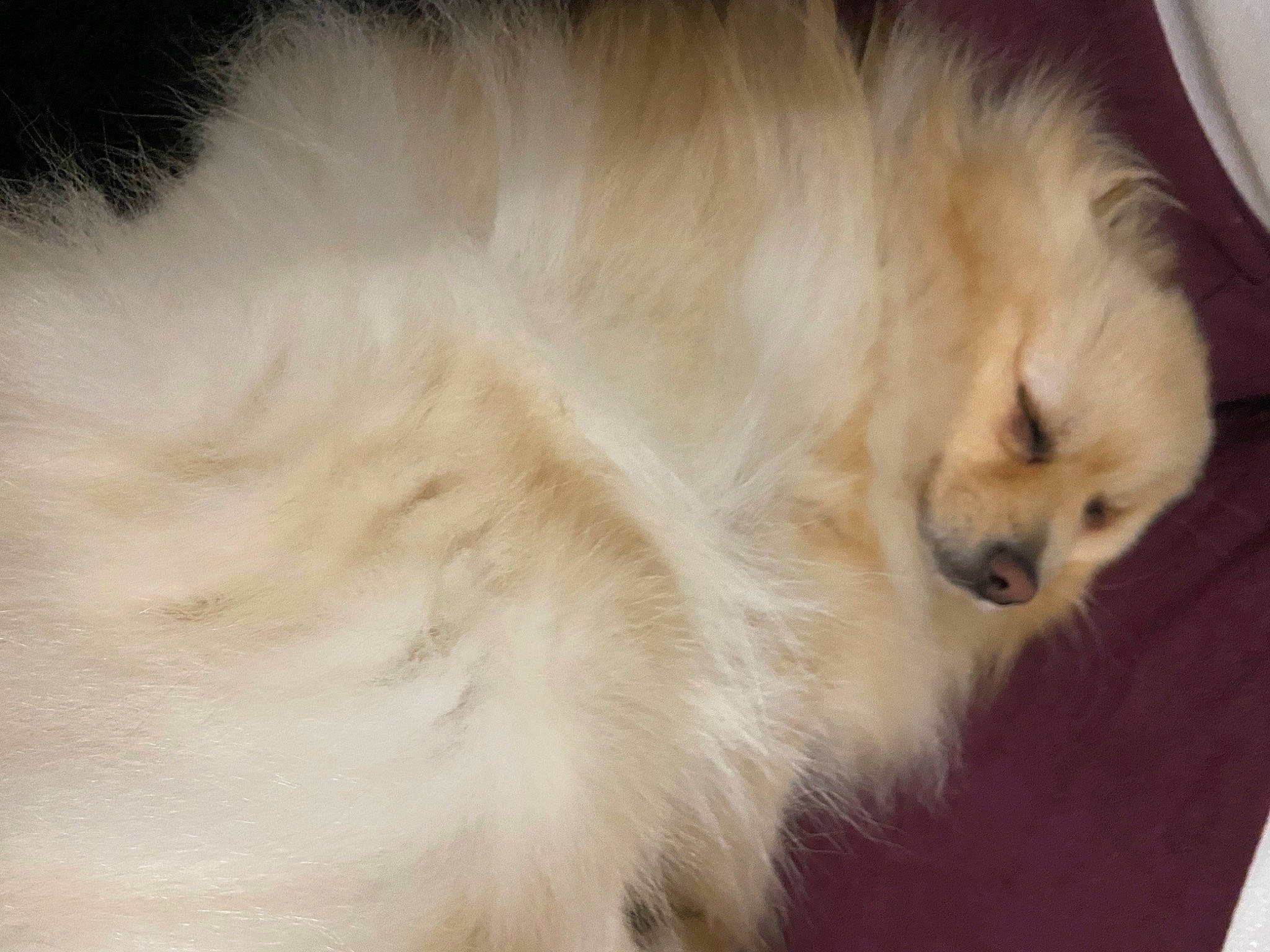 Ragnar a rejoint le concours — aidez-le/la à gagner de superbes lots ! ancient_dog_breeds, canidae, carnivore, companion_dog, dog, dog_breed, fawn, fur, german_spitz_klein, non_sporting_group, snout, spitz, sporting_group, whiskers, working_animal, working_dog