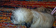 Stormie joined the competition — help win amazing prizes! dog, indoor, carpet, footwear, shoe, foot, furniture, multicolor_rug, pet, fluffy, animal, relaxing, floor, home, domestic, cozy, toy, fabric, black_clothing, wooden_leg