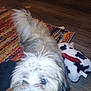 Stormie joined the competition — help win amazing prizes! dog, fluffy, pet, indoor, wooden_floor, rug, plush_toy, cow_toy, fur, tail, closeup, curious, animal, companion, domestic, cute, playful, home, flooring, black_nose