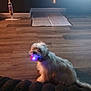 Stormie is registered to the contest to win money with this photo: dog, indoor, wooden_floor, toy, glowing_ball, pet_training_pad, mop, playful, fluffy, pet, animal, flooring, light, shadow, brown, white, cute, domestic, home, canine