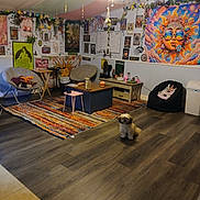 Stormie joined the competition — help win amazing prizes! dog, indoor, room, colorful, poster, chair, carpet, table, floor, painting, decorations, ceiling_fan, plant, lamp, furniture, small_dog, cozy, art, living_room, pet