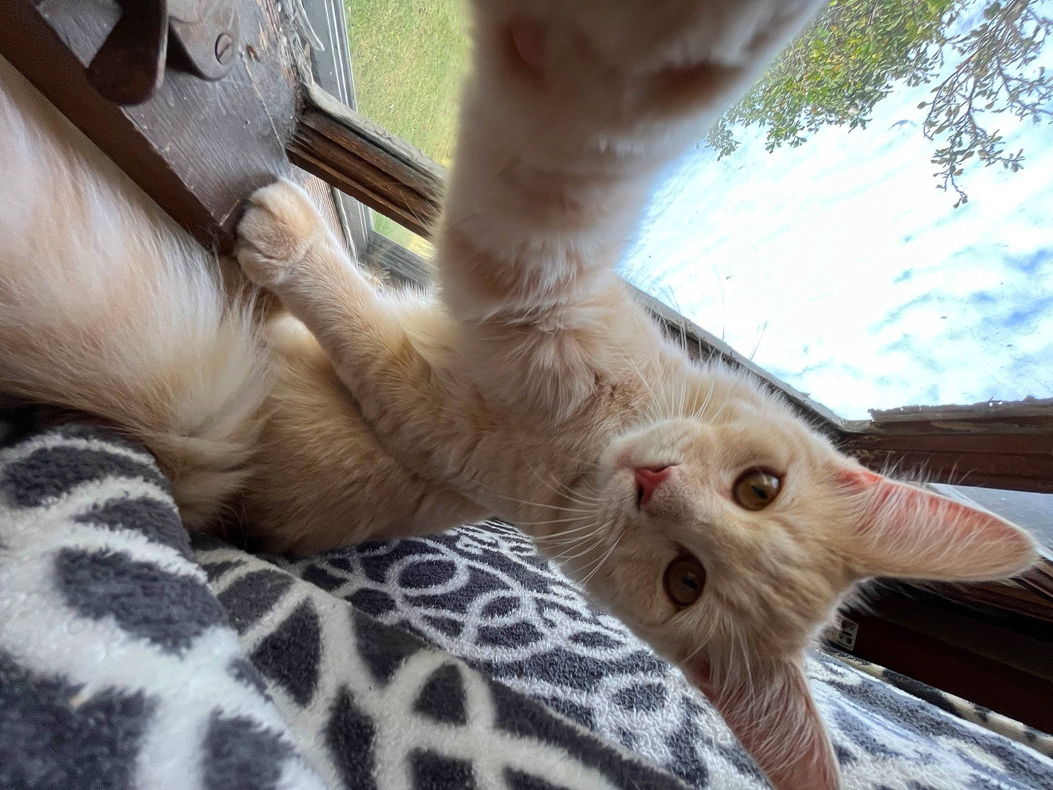 Louie is registered to the contest to win money with this photo: canidae, carnivore, cat, claw, companion_dog, domestic_short_haired_cat, fawn, felidae, foot, fur, gesture, grass, human_leg, nail, paw, small_to_medium_sized_cats, snout, tail, terrestrial_animal, whiskers