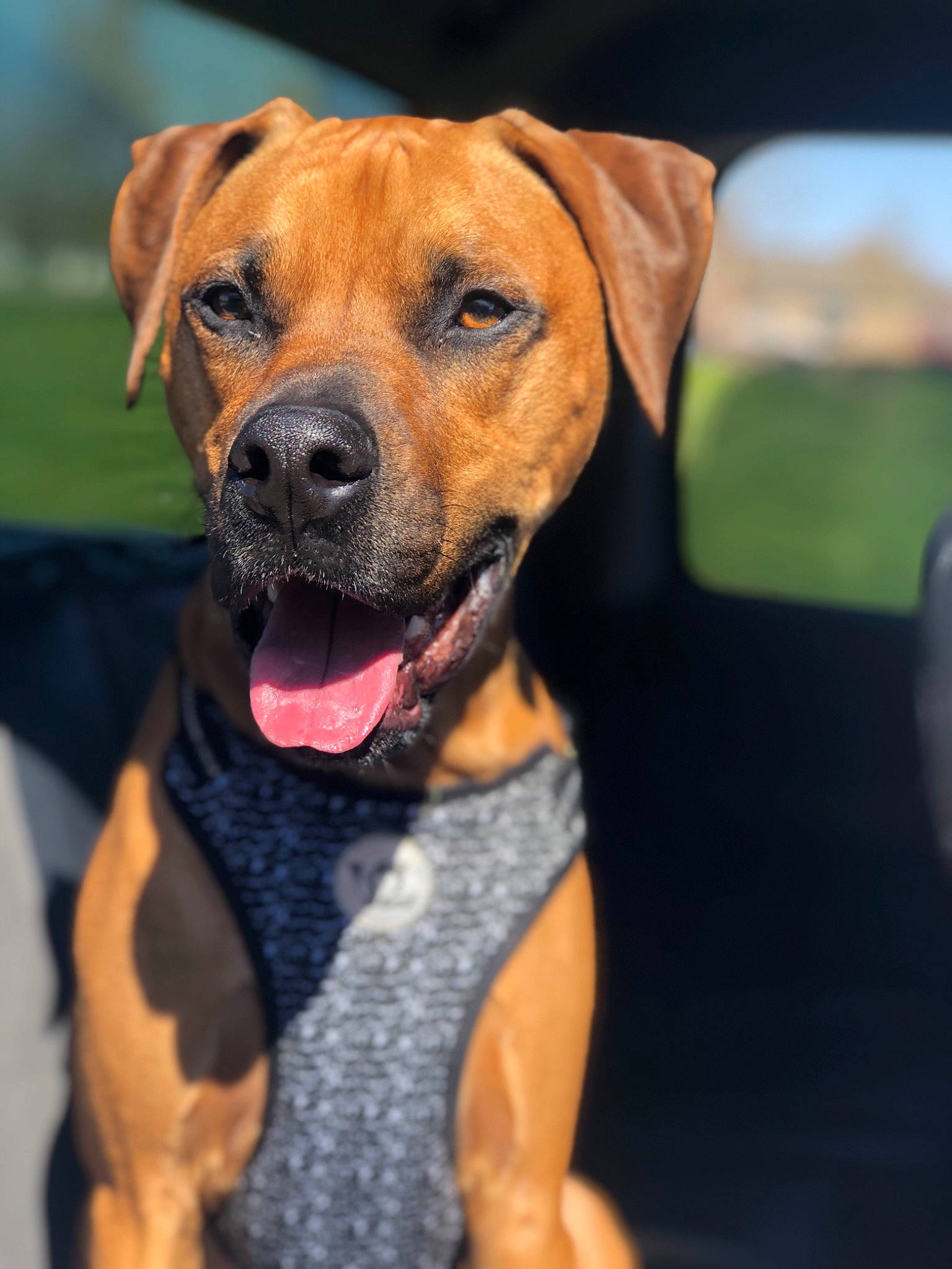 Guinness is registered to the contest to win money with this photo: canidae, carnivore, collar, companion_dog, dog, dog_breed, dog_collar, dog_supply, fawn, liver, mammal, pet_supply, snout, sporting_group, whiskers, working_animal, working_dog