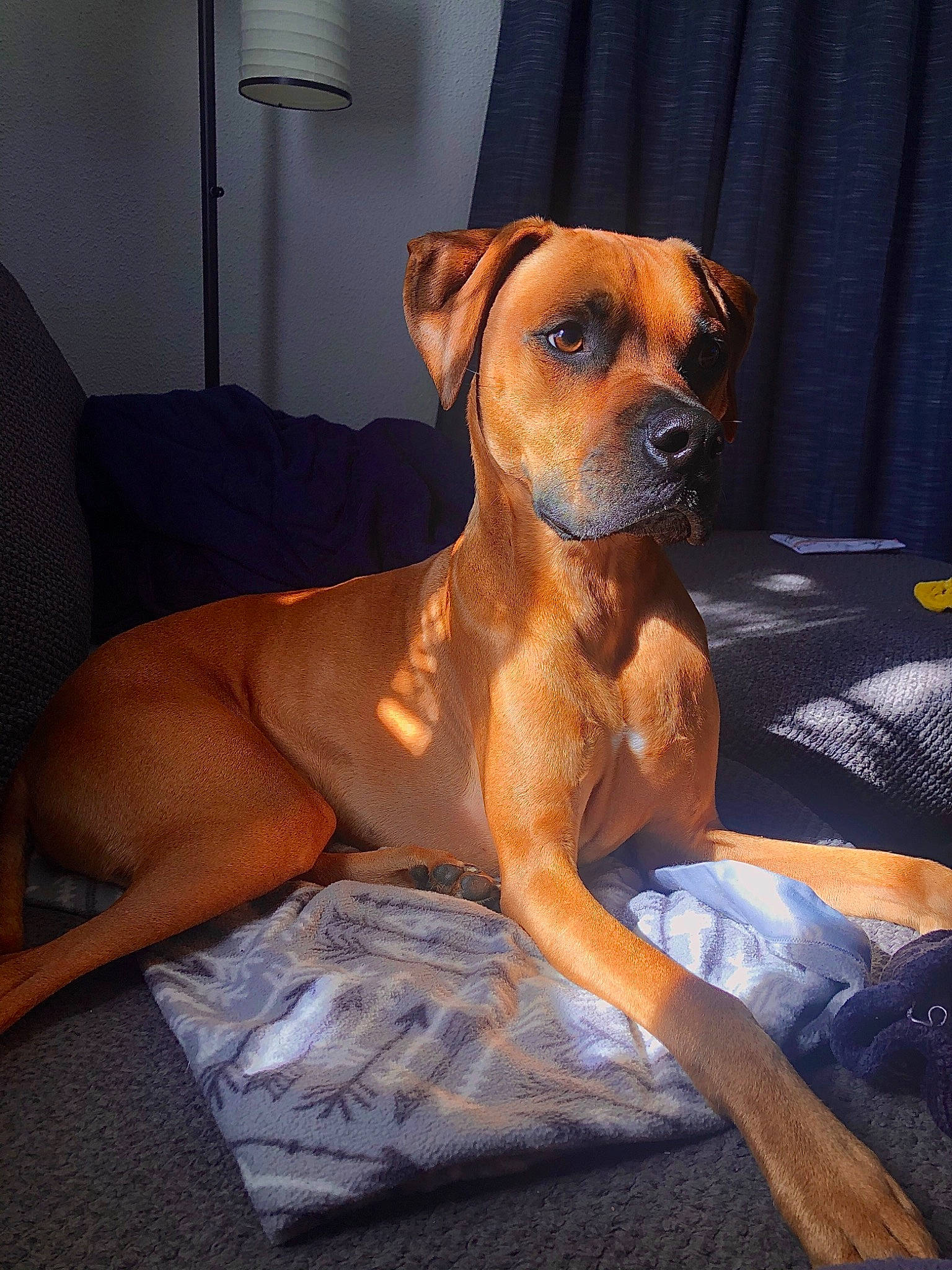 Guinness joined the competition — help win amazing prizes! canidae, carnivore, companion_dog, dog, dog_breed, dog_supply, fawn, guard_dog, linens, liver, snout, sporting_group, tan, whiskers, working_animal, working_dog