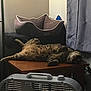 cat, tabby_cat, table, pet_bed, curtain, fan, indoor, relaxed, furniture, wood, domestic, sleeping, cozy, resting, striped, household, appliance, soft_furniture, window_covering, animal
