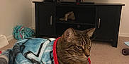 Beerus is registered to the contest to win money with this photo: cat, tabby_cat, blanket, indoor, living_room, television, furniture, carpet, cozy, resting, pet, animal, domestic_animal, comfort, relaxation, fabric, home, cute, mammal, feline