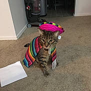 Beerus joined the competition — help win amazing prizes! cat, tabby_cat, pet, indoor, carpet, clothing, costume, sombrero, colorful, striped, vacuum_cleaner, furniture, floor, animal, mammal, domestic_animal, cute, sitting, hat, accessory