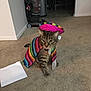 cat, tabby_cat, pet, indoor, carpet, clothing, costume, sombrero, colorful, striped, vacuum_cleaner, furniture, floor, animal, mammal, domestic_animal, cute, sitting, hat, accessory