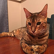 Kiara joined the competition — help win amazing prizes! cat, tabby_cat, animal, pet, feline, whiskers, paws, ears, table, wood, indoor, relaxed, fur, striped, domestic_cat, closeup, sitting, home, furniture, curtain