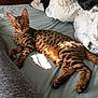 Kiara is registered to the contest to win money with this photo: animal, bed, bengal_cat, blanket, cat, cozy, curious, domestic_animal, feline, fur, indoor, looking, lying_down, pet, relaxed, resting, sleeping_area, soft_light, spotted, striped