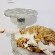 Roucky participe au concours pour gagner de l'argent avec cette photo : cat, orange_cat, white_cat, cat_tree, toy, pom_pom, playful, indoor, pet, feline, fur, paw, stretching, relaxed, curious, whiskers, pink_paw_pads, animal, domestic_cat, cozy