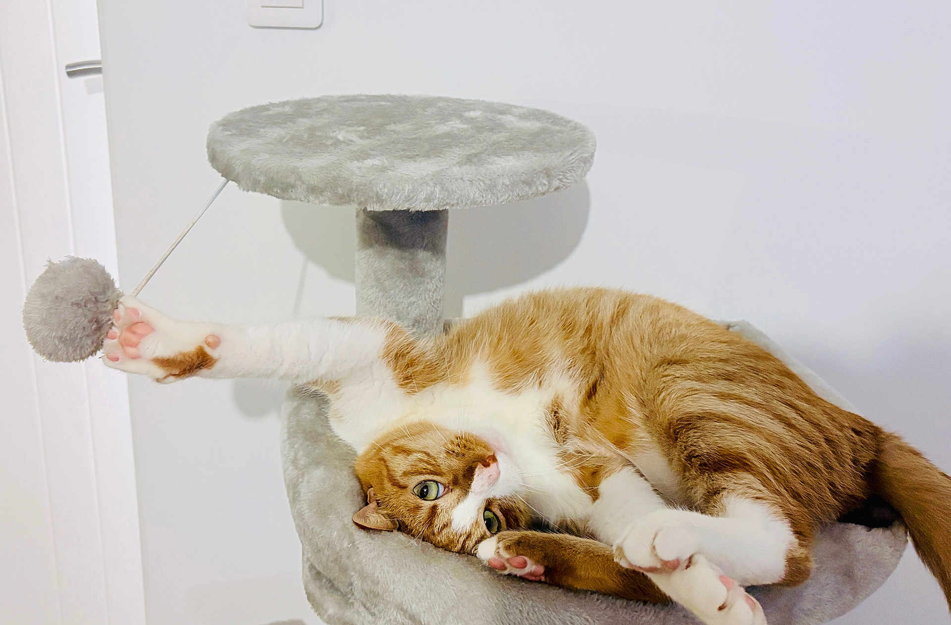 Roucky participe au concours pour gagner de l'argent avec cette photo : cat, orange_cat, white_cat, cat_tree, toy, pom_pom, playful, indoor, pet, feline, fur, paw, stretching, relaxed, curious, whiskers, pink_paw_pads, animal, domestic_cat, cozy