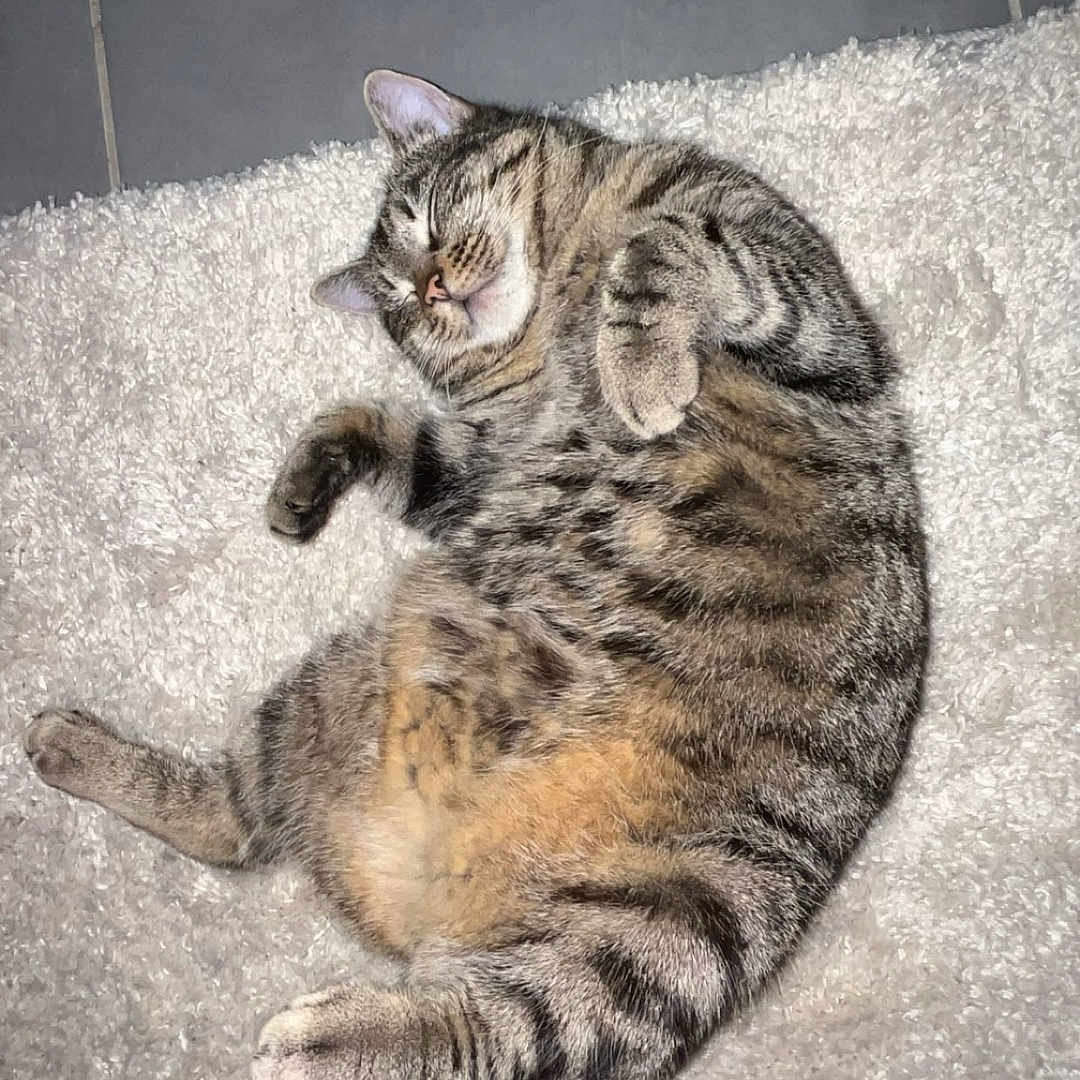 Mimi a rejoint le concours — aidez-le/la à gagner de superbes lots ! abyssinian, animal, cat, computerhardware, egyptiancat, electronics, hardware, hardwood, indoors, kitten, manx, mat, monitor, person, pet, screen, sleeping, tv, wood