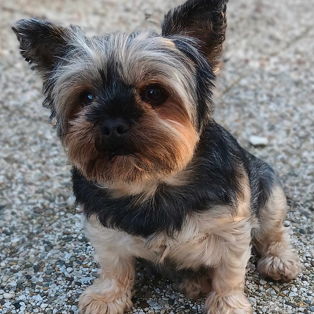 Max