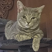 Jasper is registered to the contest to win money with this photo: animal, cat, cat_tree, closeup, curtains, decor, ears, feline, furniture, household, indoor, looking_at_camera, mammal, paws, pet, relaxed, resting, striped, tabby_cat, whiskers