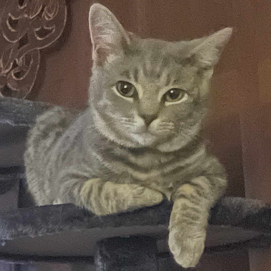 Jasper is registered to the contest to win money with this photo: animal, cat, cat_tree, closeup, curtains, decor, ears, feline, furniture, household, indoor, looking_at_camera, mammal, paws, pet, relaxed, resting, striped, tabby_cat, whiskers