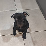 Aïko a rejoint le concours — aidez-le/la à gagner de superbes lots ! puppy, dog, black_dog, pet, animal, floor, tile_floor, indoor, cute, young_dog, canine, small_dog, looking_up, ears, shadow, domestic_animal, adorable, sitting, companion, friendly