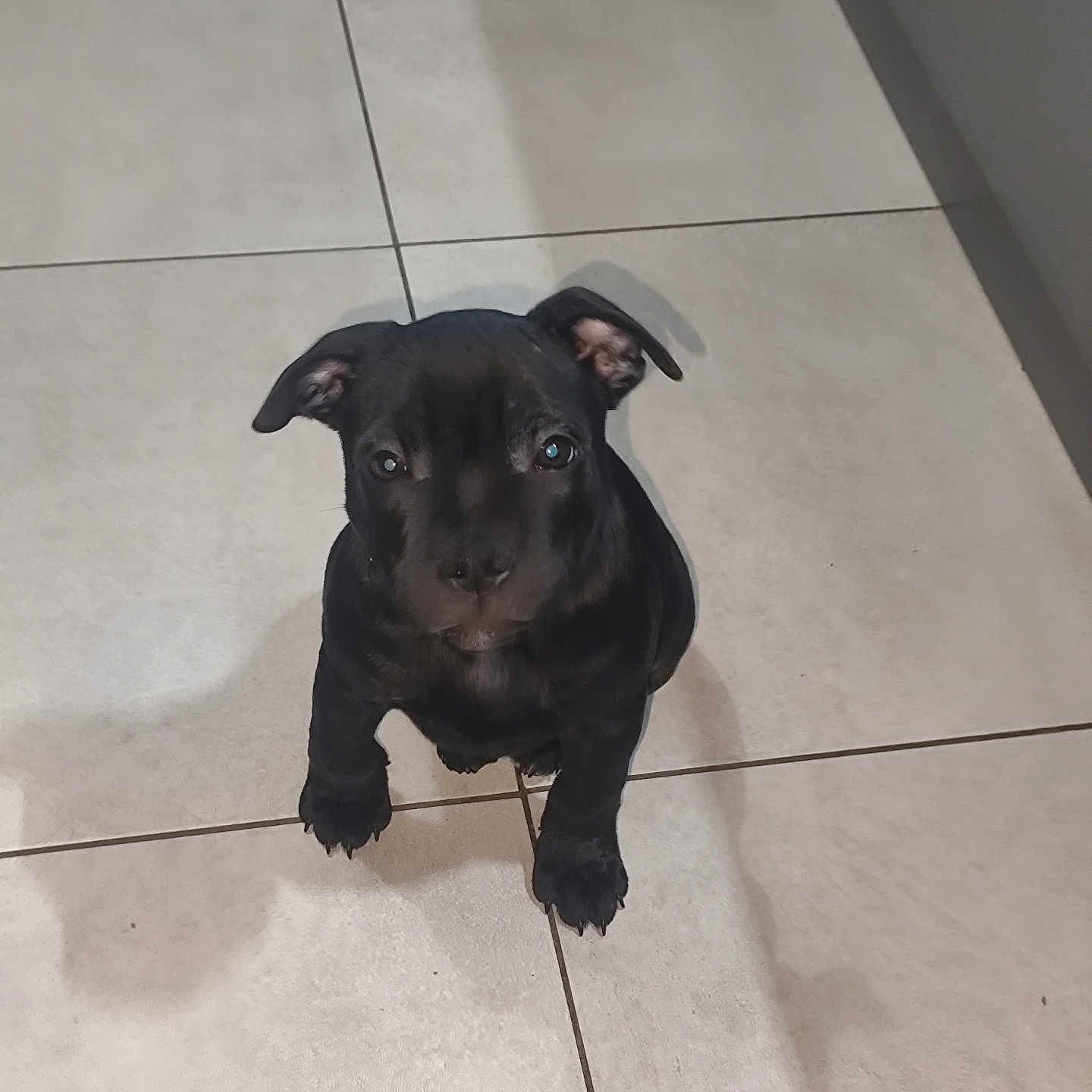 Aïko a rejoint le concours — aidez-le/la à gagner de superbes lots ! adorable, animal, black_dog, canine, companion, cute, dog, domestic_animal, ears, floor, friendly, indoor, looking_up, pet, puppy, shadow, sitting, small_dog, tile_floor, young_dog