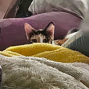 Caliope is registered to the contest to win money with this photo: cat, blanket, pillow, purple, yellow, furniture, cozy, indoor, pet, curious, hiding, soft, texture, closeup, fur, domestic, relaxing, home, cute, animal