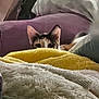 cat, blanket, pillow, purple, yellow, furniture, cozy, indoor, pet, curious, hiding, soft, texture, closeup, fur, domestic, relaxing, home, cute, animal