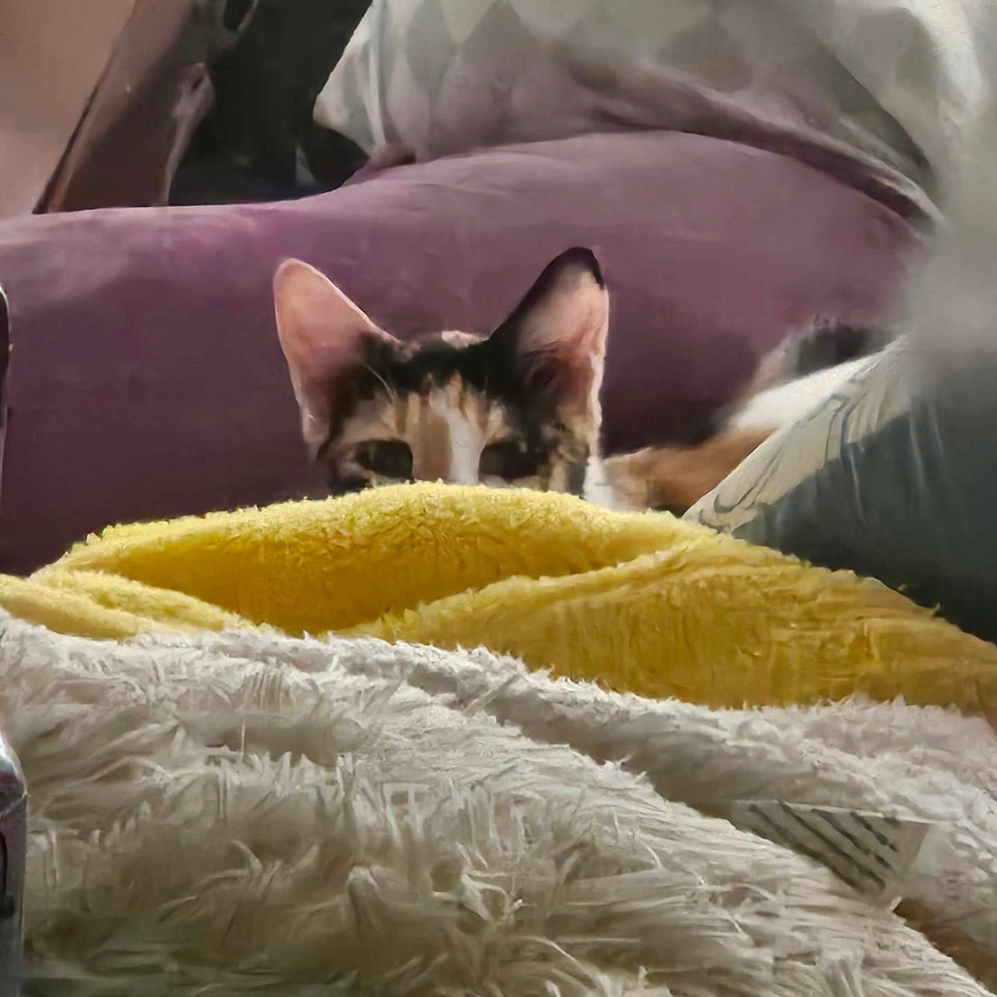 Caliope is registered to the contest to win money with this photo: animal, blanket, cat, closeup, cozy, curious, cute, domestic, fur, furniture, hiding, home, indoor, pet, pillow, purple, relaxing, soft, texture, yellow