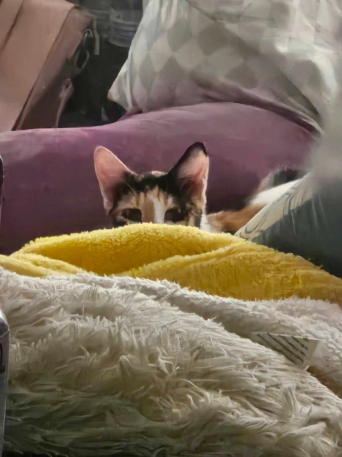 Caliope is registered to the contest to win money with this photo: cat, blanket, pillow, purple, yellow, furniture, cozy, indoor, pet, curious, hiding, soft, texture, closeup, fur, domestic, relaxing, home, cute, animal