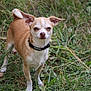 dog, chihuahua, small_dog, tan_and_white, outdoor, grass, pet, animal, ears_up, alert, curious, collar, nature, canine, fur, standing, portrait, greenery, mammal, cute